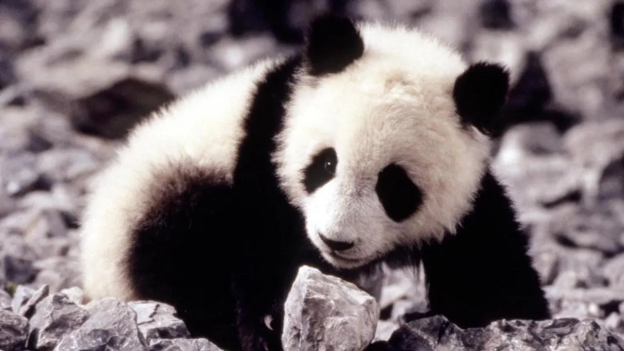 Cena de Meu Amigo Panda (1995)