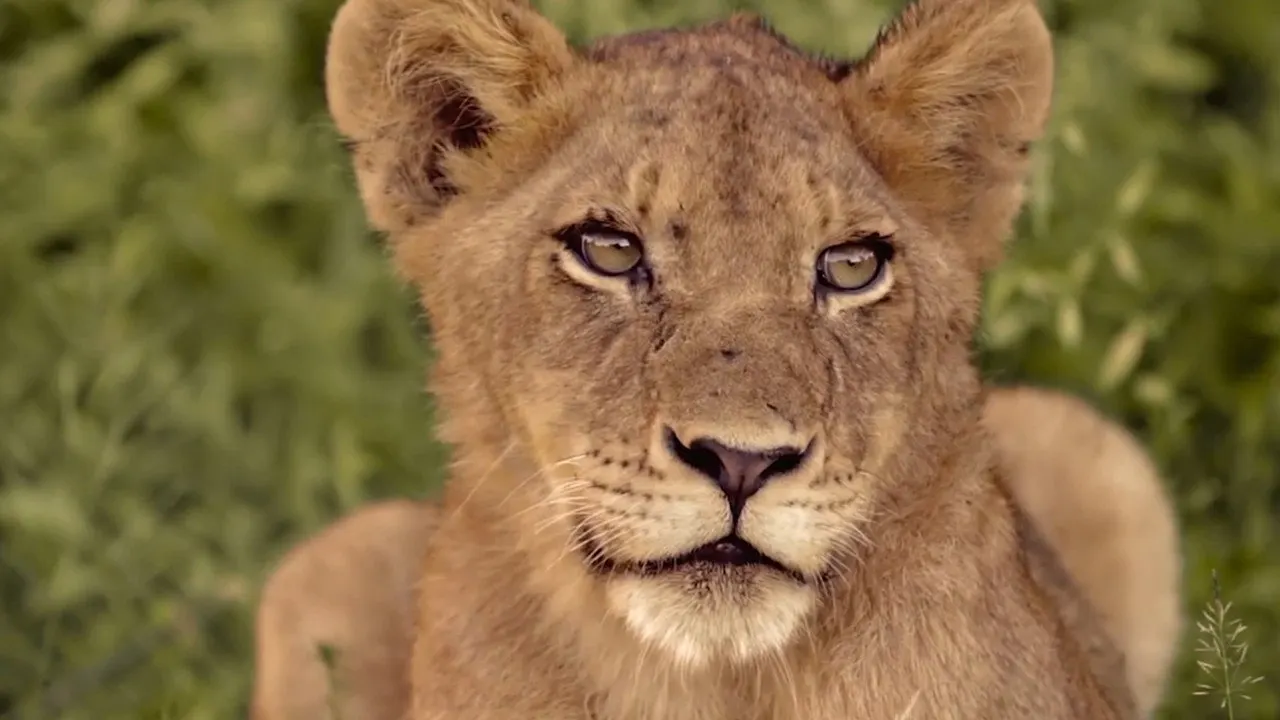 Cena de New Kids in the Wild (2021)