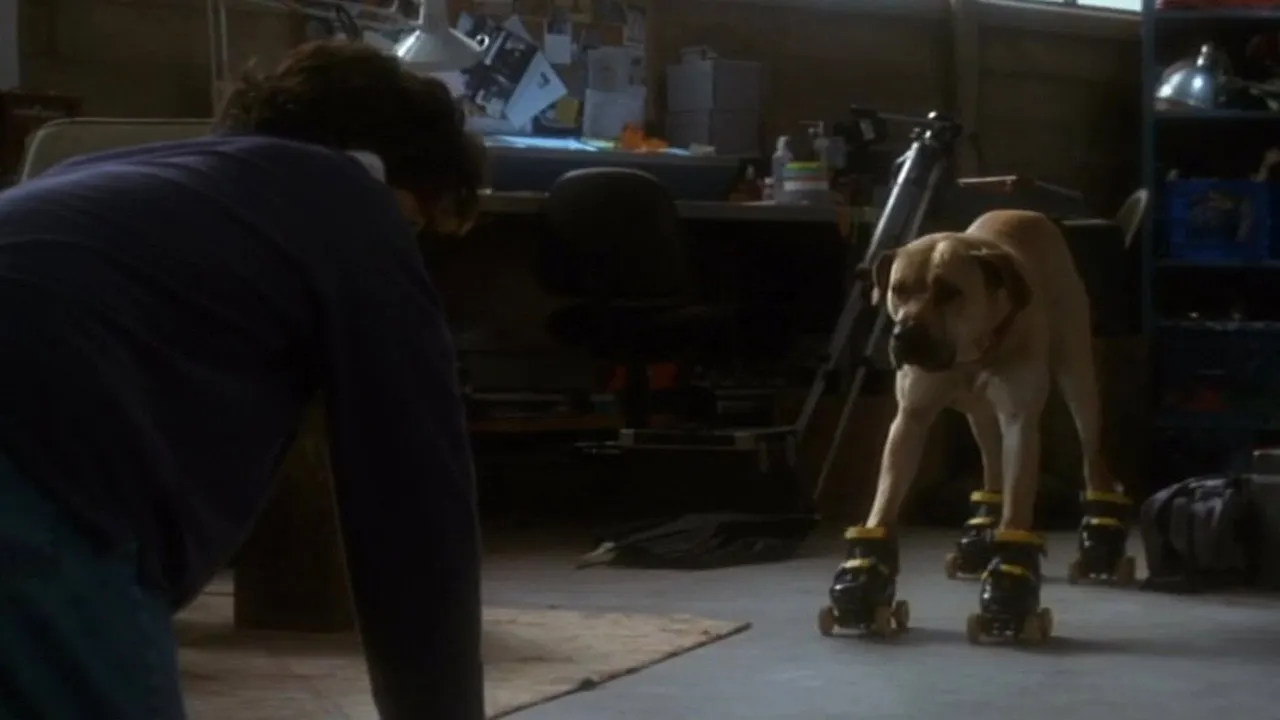Cena de Feito Cães e Gatos (1996)