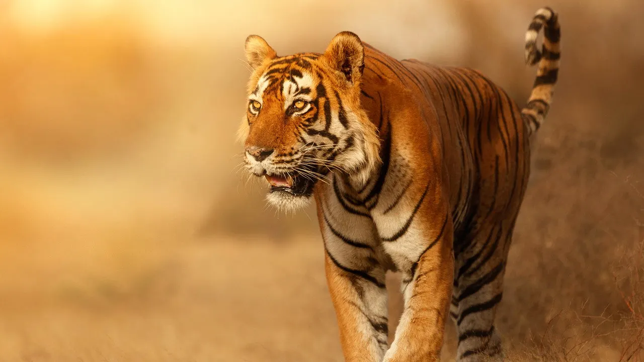 Cena de Gatos Selvagens da Índia (2020)