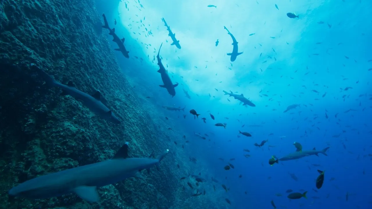 Cena de Nossos Oceanos (2024)