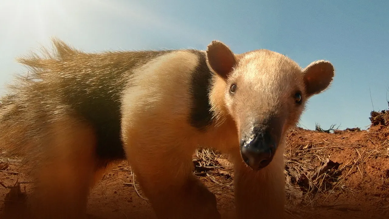 Cena de América do Sul: Animais Extraordinários (2020)