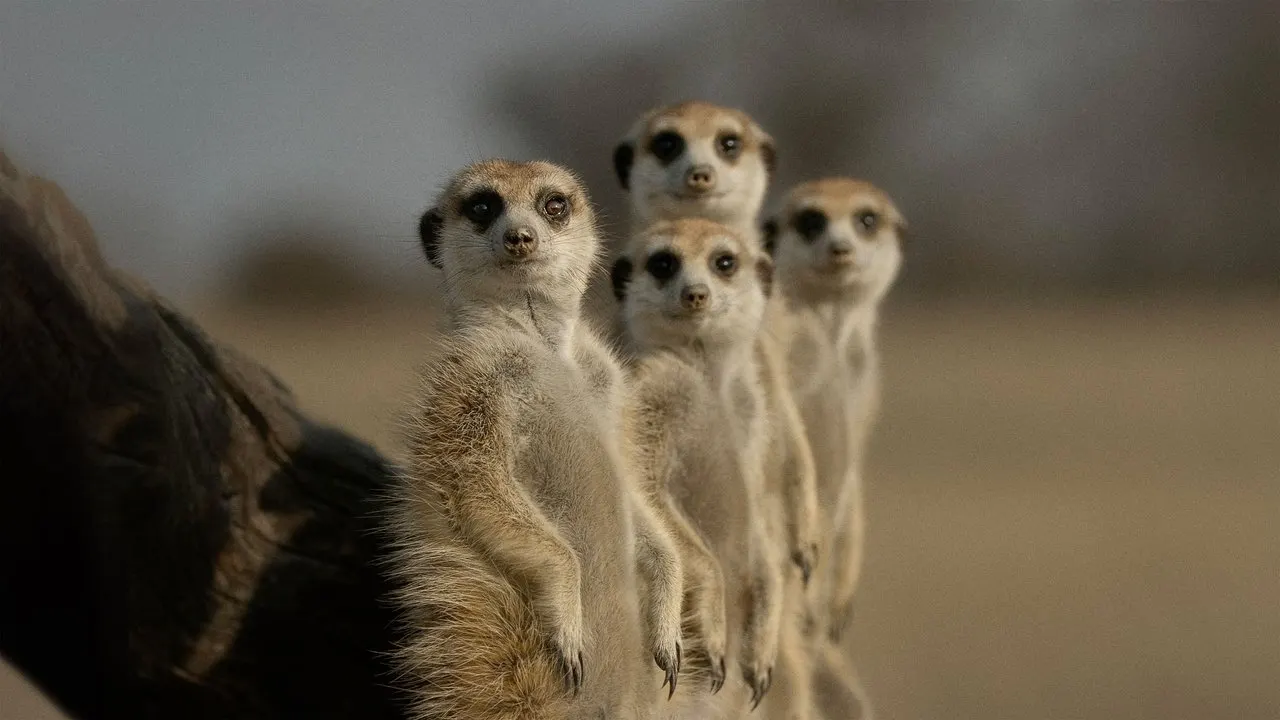 Cena de A Vida Secreta dos Animais (2024)