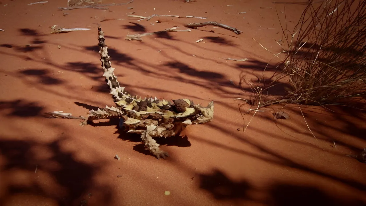 Cena de A Australia Mortal (2017)