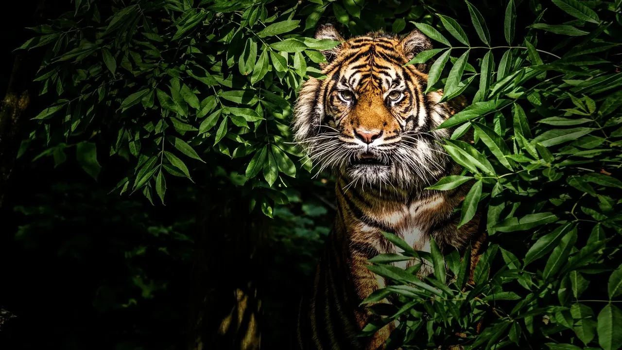 Cena de Felinos da Tailândia (2021)