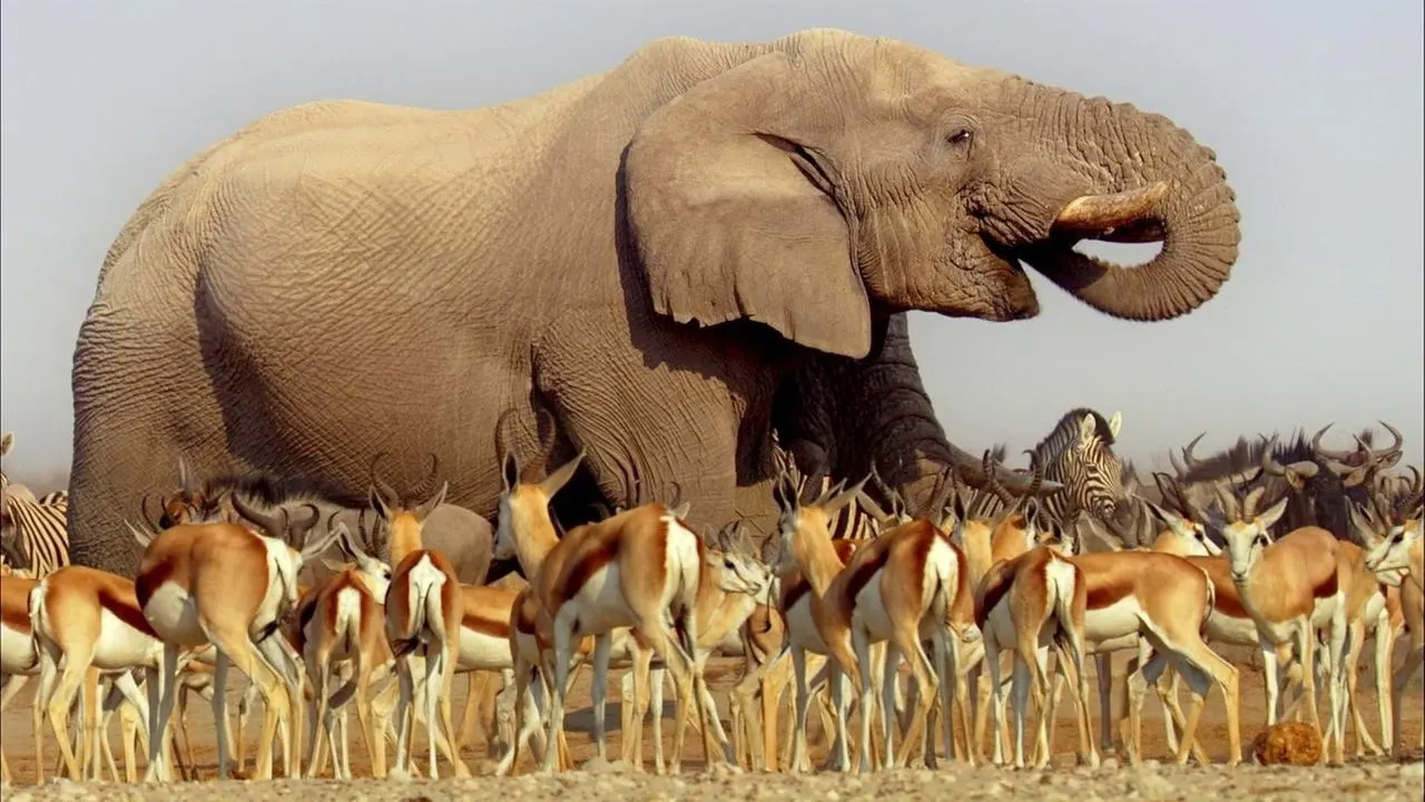 Cena de África (2013)