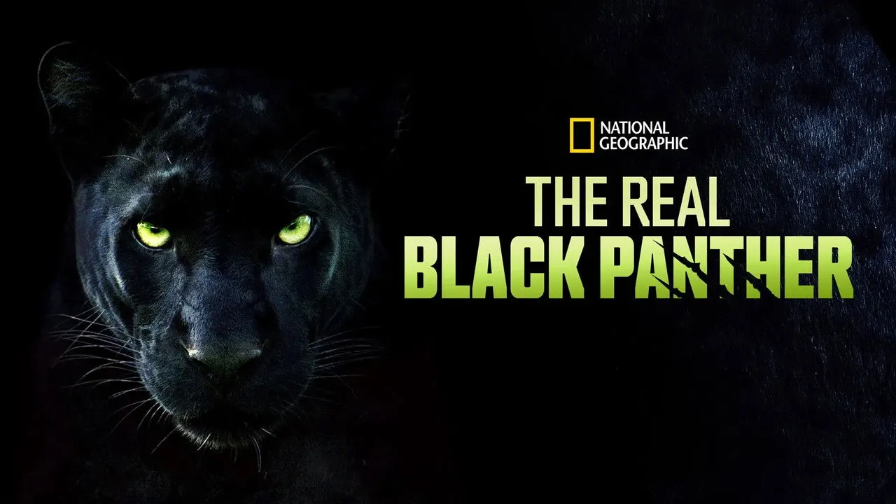 Cena de Pantera Negra: O Reino Selvagem (2020)