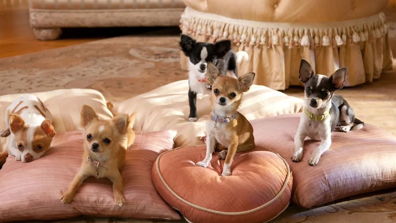 Cena de Perdido pra Cachorro 2 (2011)