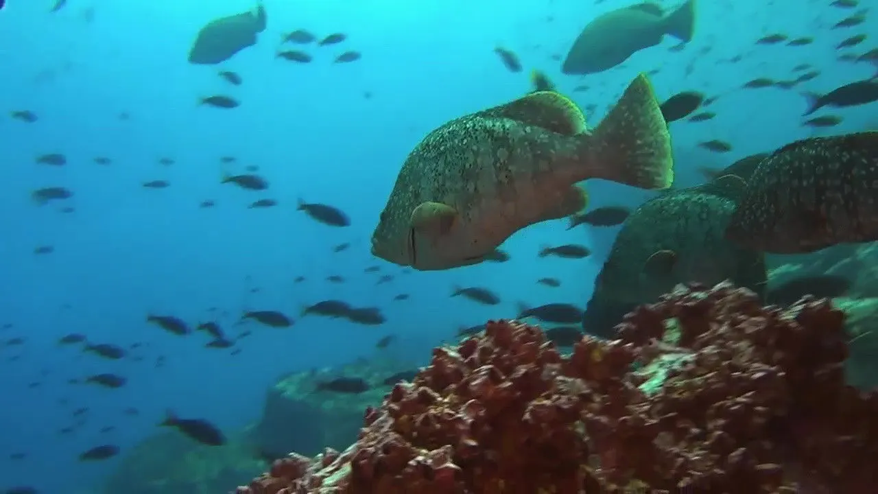 Cena de Predadores Perigosos - Os Mais Temidos Dos Oceanos (2013)