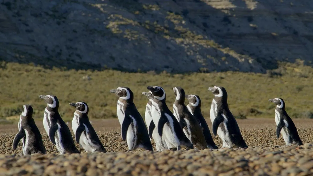 Cena de Patagônia Extraordinária (2022)