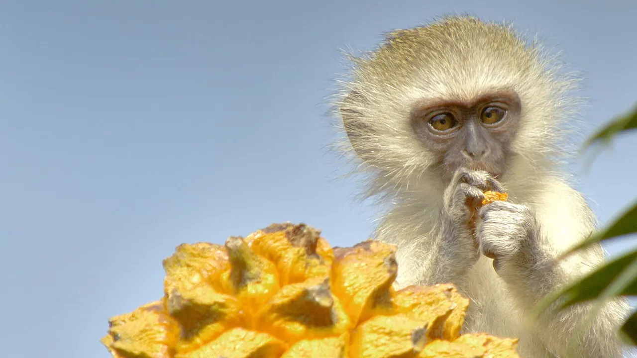 Cena de Reinos Ocultos da África (2015)