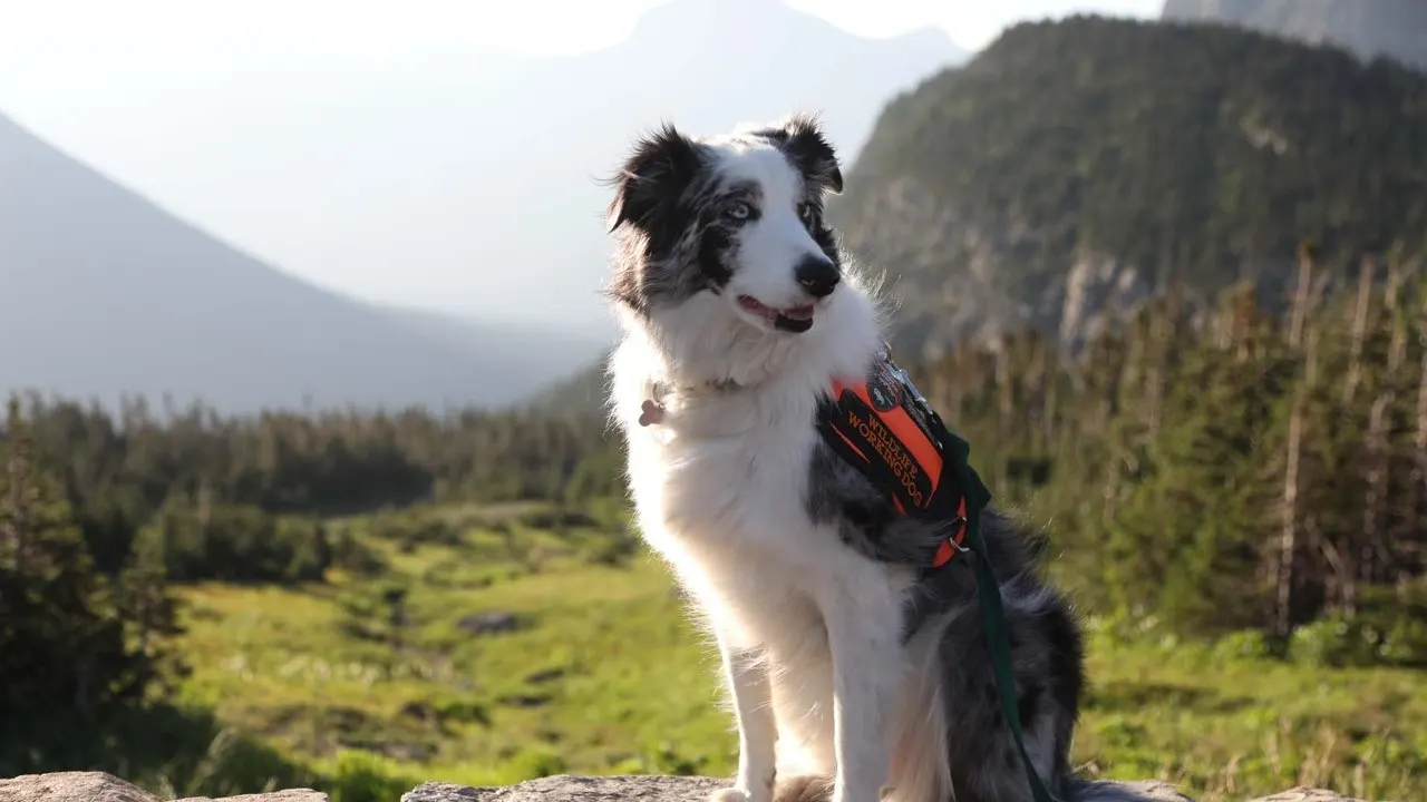 Cena de Os Supercães e Seus Extraordinários Trabalhos (2019)