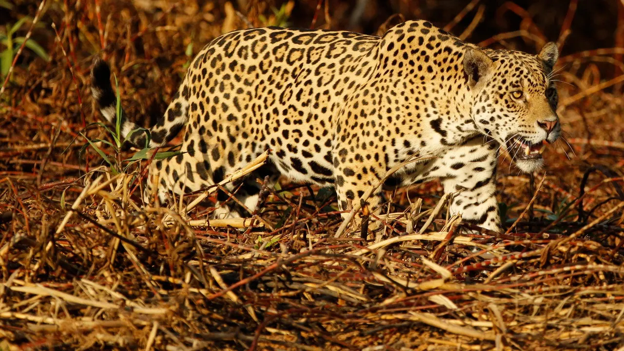 Cena de Jaguaretê-Avá: Pantanal em Chamas (2021)