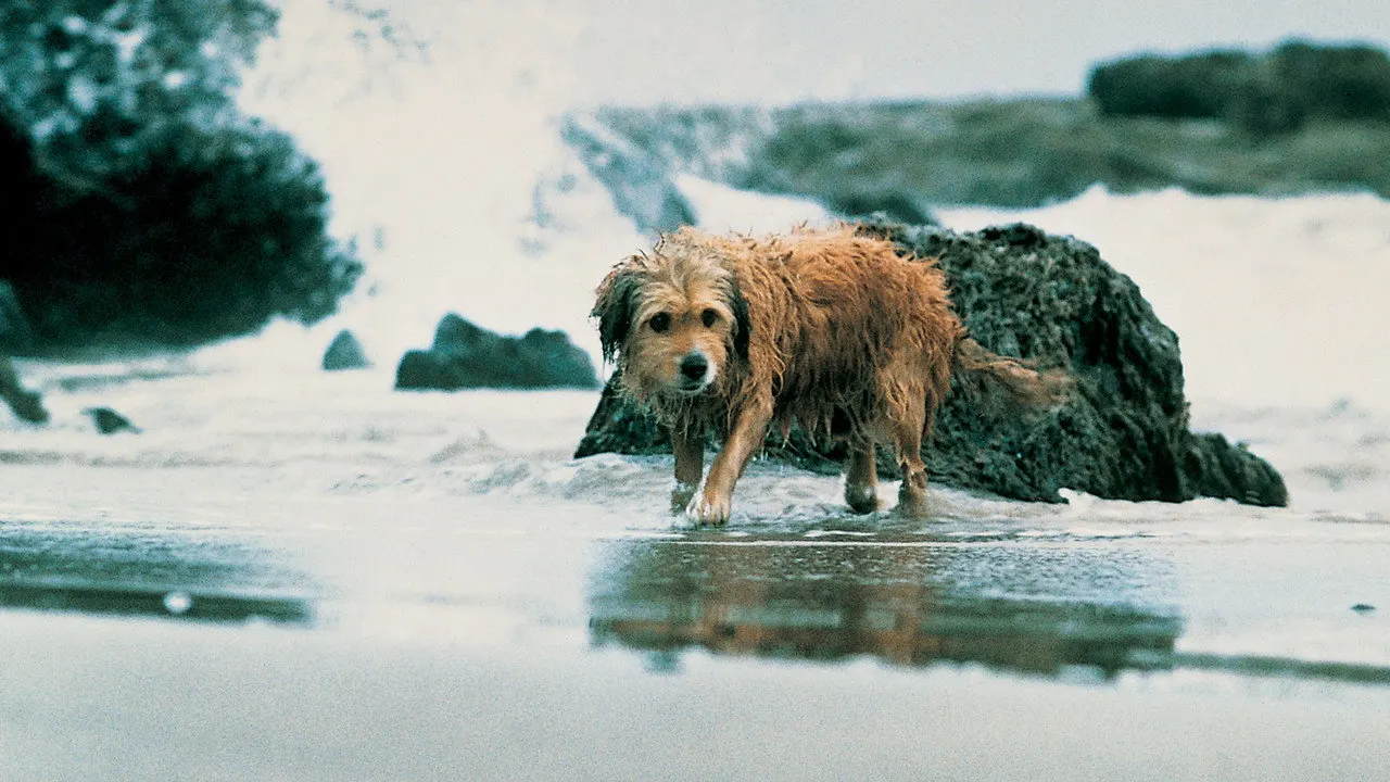 Cena de Benji - Um Cão Desafia a Selva (1987)