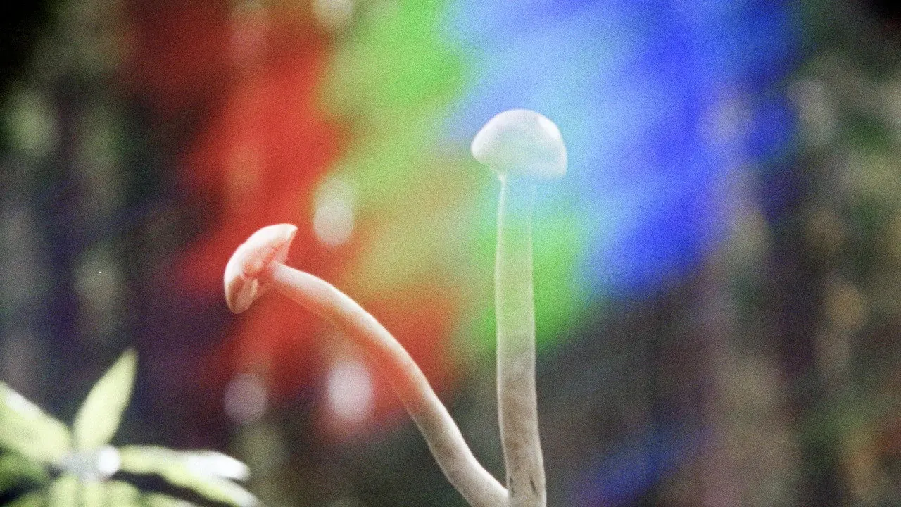Cena de Shrooms (2023)