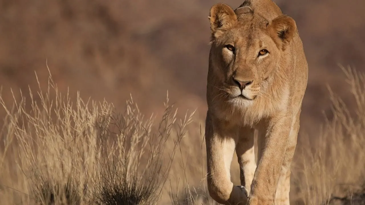 Cena de Namib (2015)