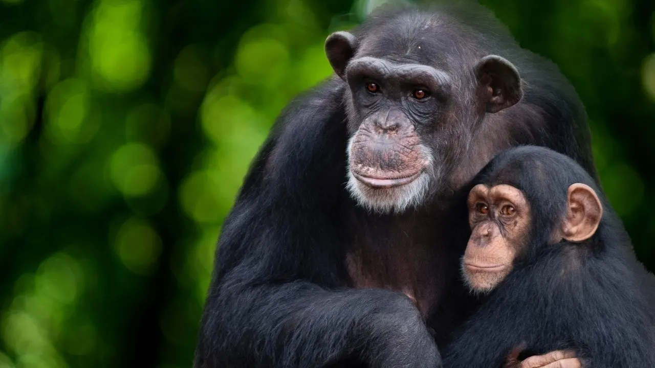 Cena de A Vida Secreta dos Chimpanzés (2020)