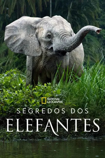 Pôster de Segredos dos Elefantes (2023)