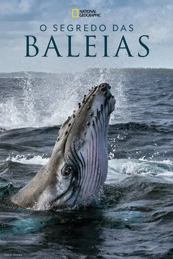 Pôster de O Segredo das Baleias (2021)