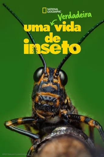 Pôster de Uma Verdadeira Vida de Inseto (2024)